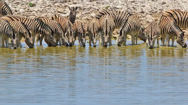 Zebras Dziczy Namibii Południowo Zachodniej Afryce Kultowych Czarno Białych Pasków — Zdjęcie stockowe