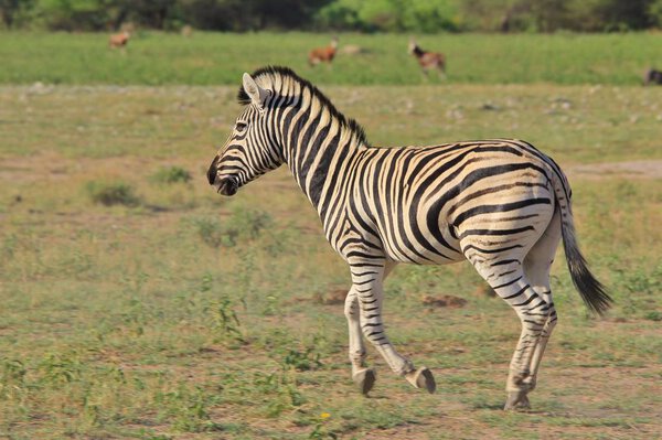 Burchell's Zebra pose in the wilds of Namibia, southwestern Africa. With iconic black and white stripes, this animal is an artful masterpiece of nature. Unique patterns distinguish individuals