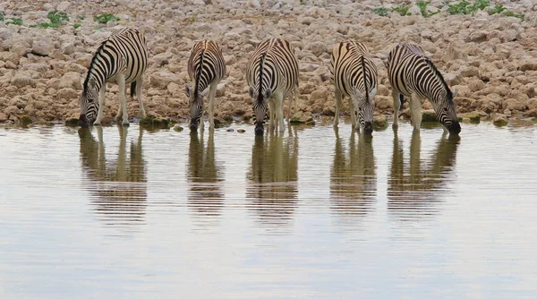 Cebras Las Tierras Salvajes Namibia Suroeste África Con Icónicas Rayas — Foto de Stock