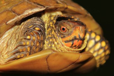 Koyu renkli arka planda Kutu Kaplumbağa. Vahşi Yaşam Geçmişi. Klasik Kabuk 