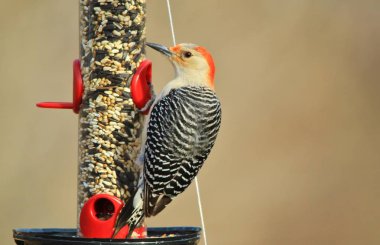 Bir Kuzey Flicker Woodpecker bir şube tünemiş pozlar, Saint Louis fotoğraflandı, Missouri, ABD. Canlı renklendirmeleri ve desenleri ile bu güzel kuş doğadaki renkleri sembolize eder.