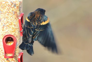 Kırmızı kanatlı Blackbird - Missouri Vahşi Kuşlar