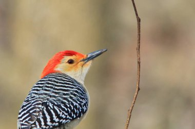 Bir Kuzey Flicker Woodpecker bir şube tünemiş pozlar, Saint Louis fotoğraflandı, Missouri, ABD. Canlı renklendirmeleri ve desenleri ile bu güzel kuş doğadaki renkleri sembolize eder.