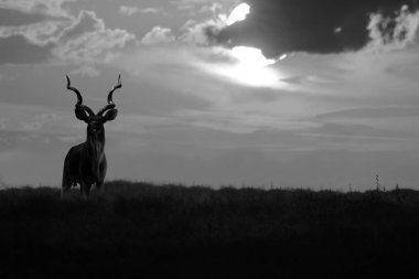 Kudu Antilop - Afrika Yaban Hayatı Arka Plan