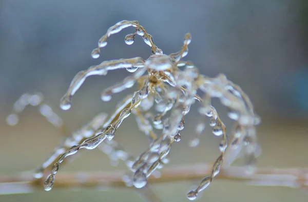 冬季背景 多彩自然中的冰 冰冻的树枝 — 图库照片