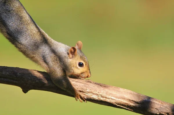 Squirrel Antics Storia Della Fauna Selvatica Carino Roditore All Aperto — Foto Stock