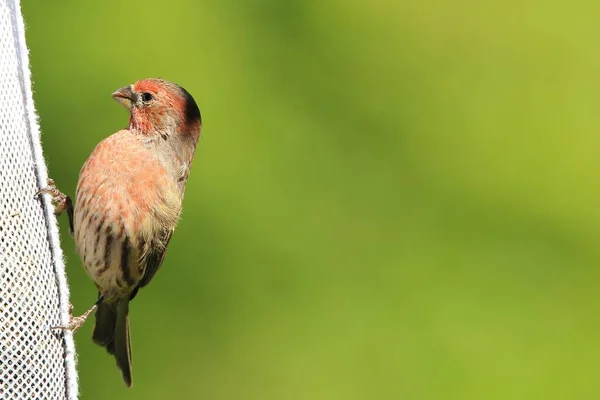 Finch Namibya Dan Vahşi Kuş Afrika — Stok fotoğraf