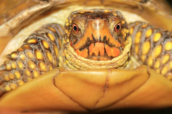 Caja Tortuga Sobre Fondo Oscuro Fondo Vida Silvestre Clásico Shell — Foto de Stock