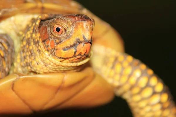 Box Turtle Тёмном Фоне Фон Дикой Природы Классическая Оболочка — стоковое фото
