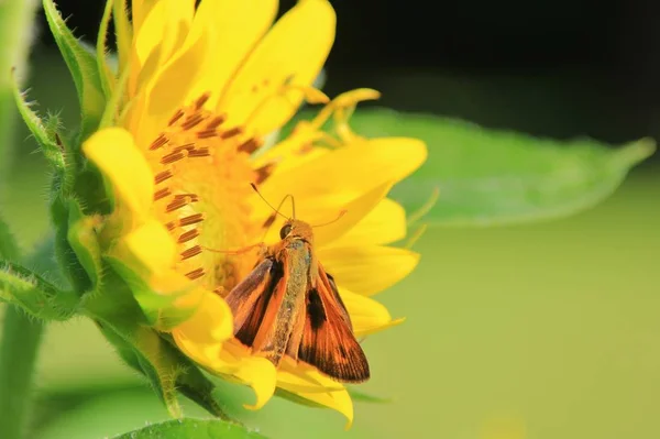 Fundo Girassol Cores Natureza Mesmo Uma Traça Pode Ser Bonita — Fotografia de Stock