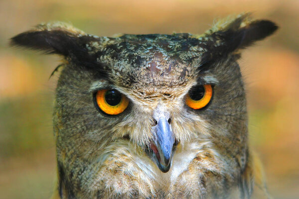 Great Horned Owl, close up view. Wildlife Background