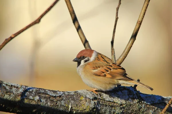 Sparrow Vild Fågel Från Amerika — Stockfoto