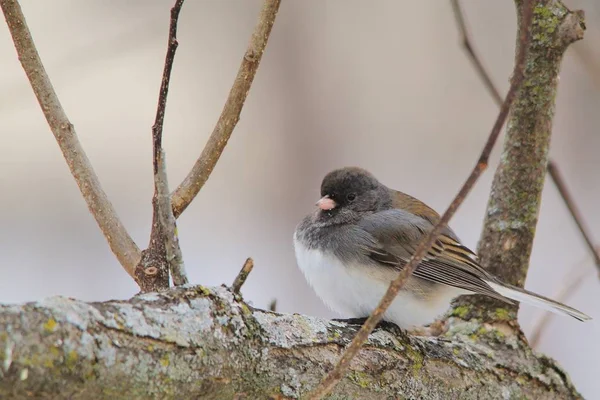 Cute Little Bird Gałęzi Drzewa — Zdjęcie stockowe