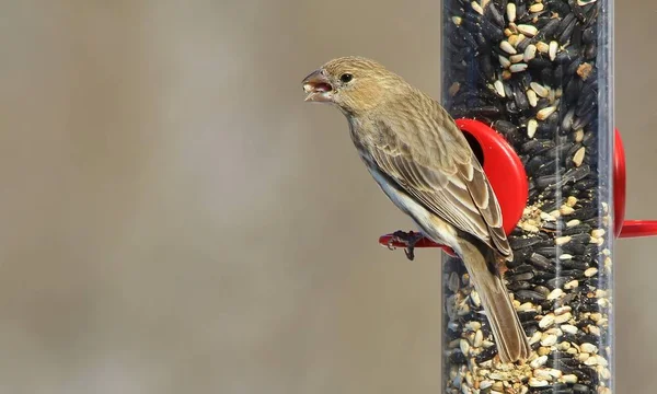 Sparrow Vild Fågel Från Amerika — Stockfoto
