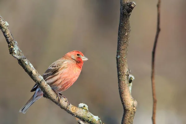 Finch Pássaro Selvagem Namíbia África — Fotografia de Stock