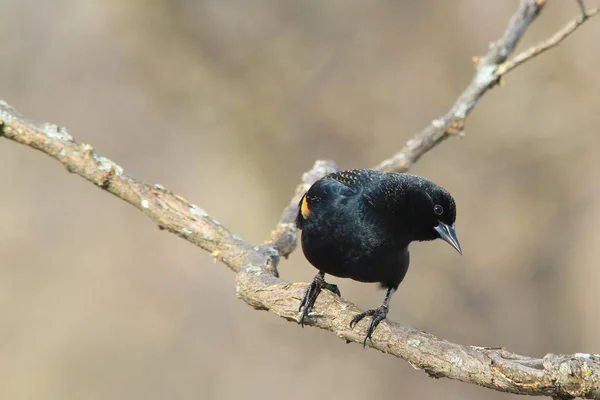 Czerwono Skrzydlaty Blackbird Dzikie Ptaki Missouri — Zdjęcie stockowe
