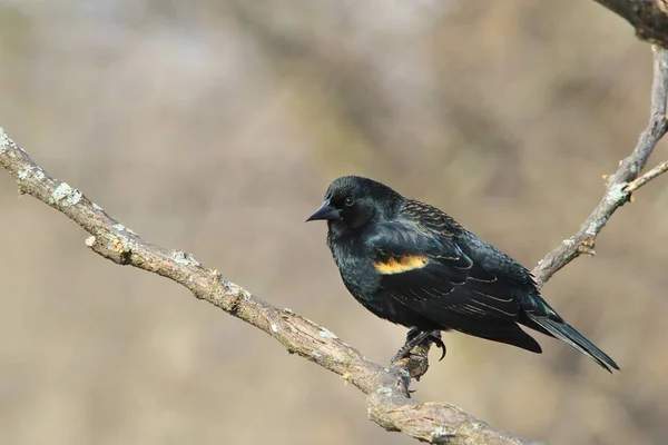 Blackbird Asa Vermelha Aves Selvagens Missouri — Fotografia de Stock