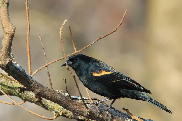 Blackbird Asa Vermelha Pássaro Selvagem Missouri — Fotografia de Stock