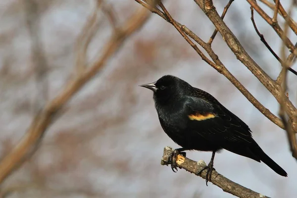 Blackbird Asa Vermelha Pássaro Selvagem Missouri — Fotografia de Stock