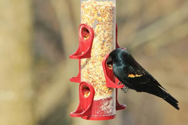 Rödvingad Blackbird Vilda Fåglar Från Missouri — Stockfoto