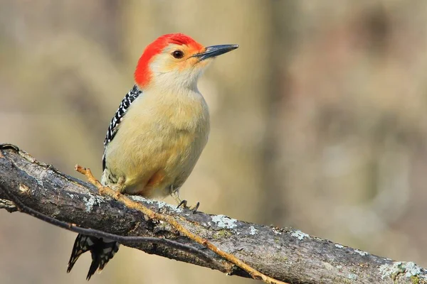 Észak Flicker Woodpecker Pózok Ült Egy Fényképezett Saint Louis Missouri — Stock Fotó