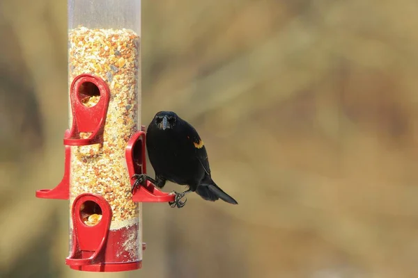 Rödvingad Blackbird Vild Fågel Från Missouri — Stockfoto