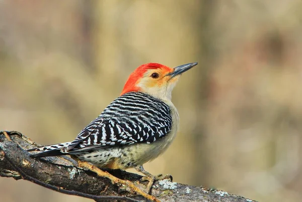 Bir Kuzey Flicker Woodpecker bir şube tünemiş pozlar, Saint Louis fotoğraflandı, Missouri, ABD. Canlı renklendirmeleri ve desenleri ile bu güzel kuş doğadaki renkleri sembolize eder.