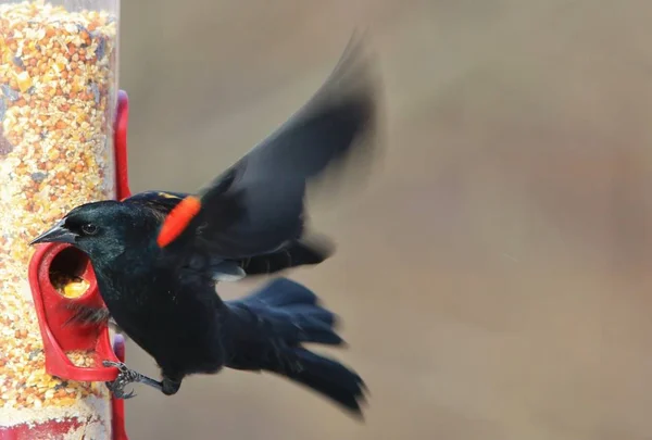 Blackbird Asa Vermelha Aves Selvagens Missouri — Fotografia de Stock