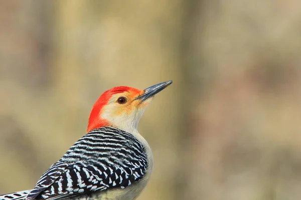 Bir Kuzey Flicker Woodpecker Bir Şube Tünemiş Pozlar Saint Louis — Stok fotoğraf