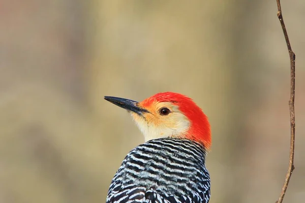 Észak Flicker Woodpecker Pózok Ült Egy Fényképezett Saint Louis Missouri — Stock Fotó