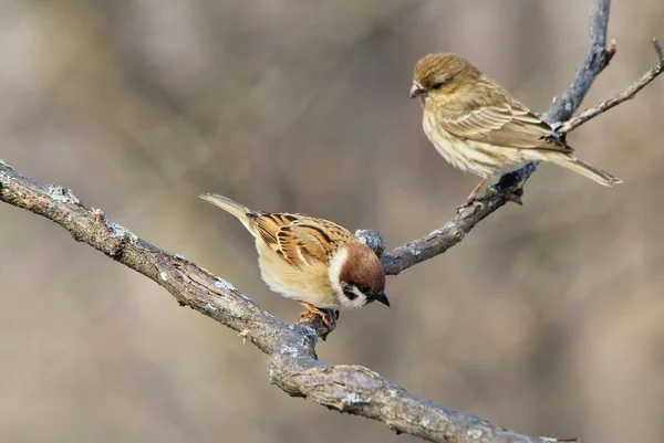 Sparrows Vilda Fåglar Från Amerika — Stockfoto