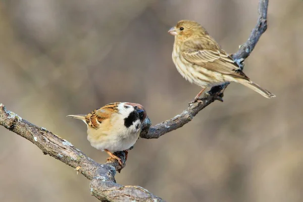 Sparrows Vilda Fåglar Från Amerika — Stockfoto