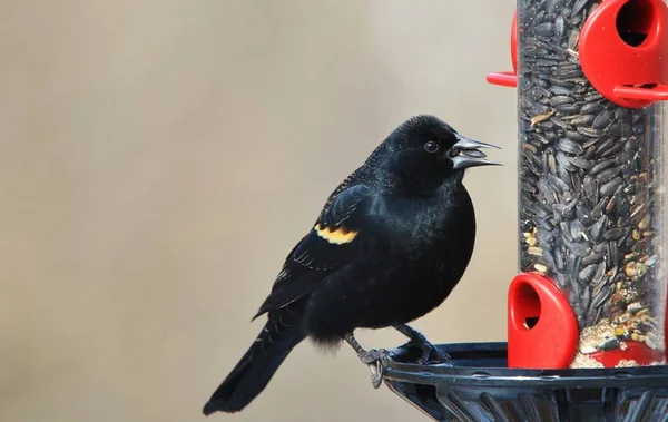 Blackbird Asa Vermelha Pássaro Selvagem Missouri — Fotografia de Stock