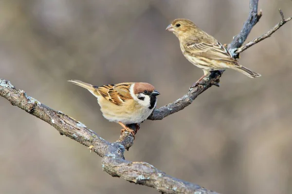 Sparrows Aves Selvagens América — Fotografia de Stock