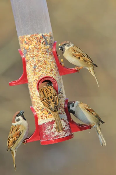 Sparrows Vilda Fåglar Från Amerika — Stockfoto