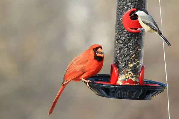 Kuzey Kardinal, Saint Louis, Missouri, Abd. Kardinaller arka bahçe / bahçe kuş besleyiciler seviyorum ve düzenli çarpıcı kırmızılar ile çevresini güzelleştirmek, bu tür istasyonları ziyaret edecek