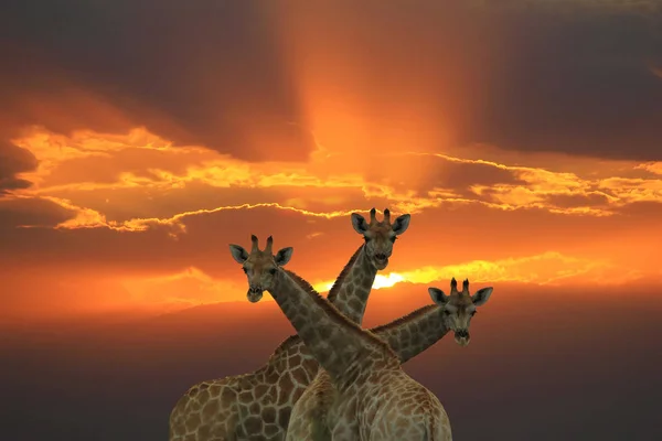 Giraffes - beautiful African Wildlife