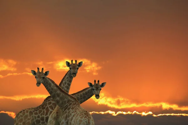 Żyrafy Piękna Afrykańska Dzika Przyroda — Zdjęcie stockowe