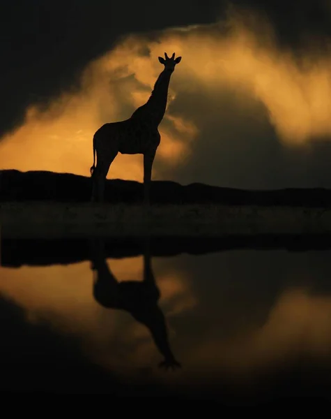 キリンの背景 アフリカの野生動物 — ストック写真