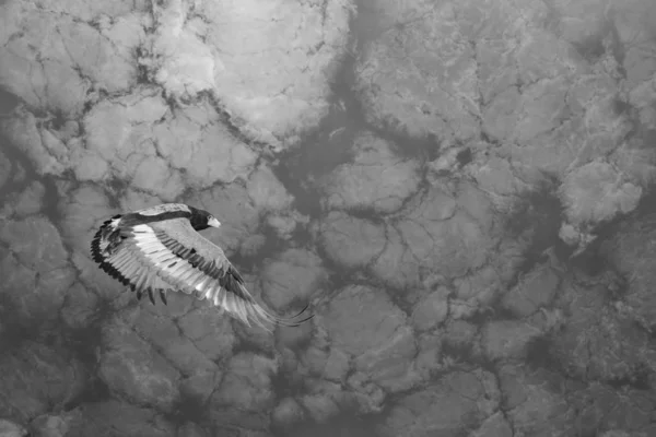 Bateleur Eagle Pájaro Salvaje África — Foto de Stock