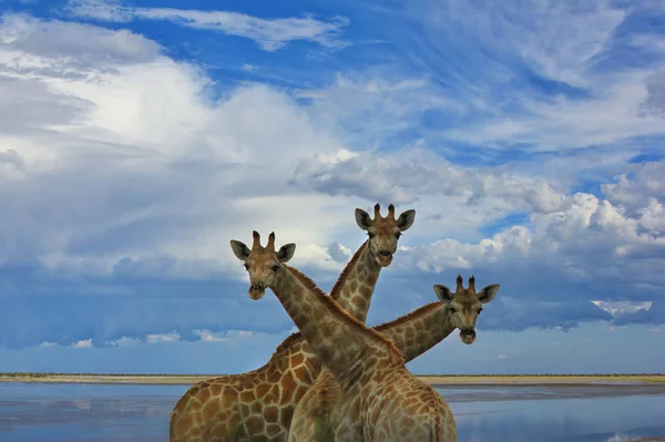 Giraffes - beautiful African Wildlife