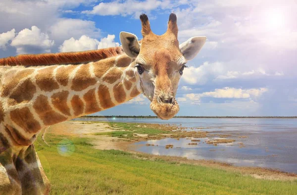 Giraffe Background - African Wildlife