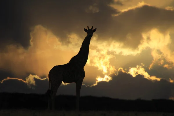 キリン 美しいアフリカの野生動物 — ストック写真