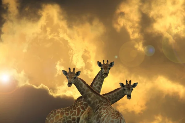 Zürafalar - güzel Afrika Yaban Hayatı 