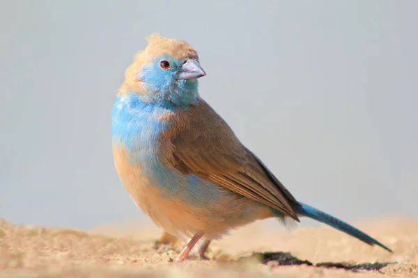 Niebieski Waxbill Dziki Ptak Afryki — Zdjęcie stockowe