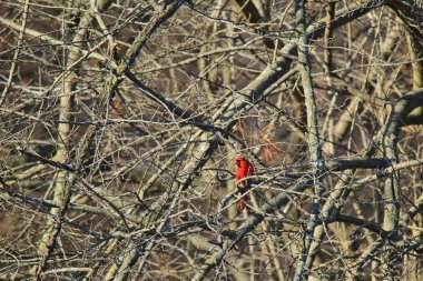 Kuzey Kardinal, Saint Louis, Missouri, Abd. Kardinaller arka bahçe / bahçe kuş besleyiciler seviyorum ve düzenli çarpıcı kırmızılar ile çevresini güzelleştirmek, bu tür istasyonları ziyaret edecek