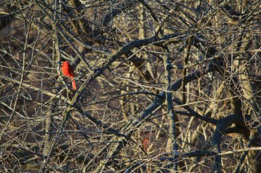 Kuzey Kardinal, Saint Louis, Missouri, Abd. Kardinaller arka bahçe / bahçe kuş besleyiciler seviyorum ve düzenli çarpıcı kırmızılar ile çevresini güzelleştirmek, bu tür istasyonları ziyaret edecek