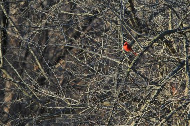 Kuzey Kardinal, Saint Louis, Missouri, Abd. Kardinaller arka bahçe / bahçe kuş besleyiciler seviyorum ve düzenli çarpıcı kırmızılar ile çevresini güzelleştirmek, bu tür istasyonları ziyaret edecek