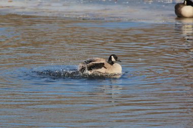 Kanada Kazı, Saint Louis, Missouri, Abd. W