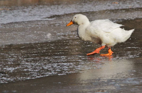 American Pekin White Peking Duck Seen Frozen Pond Cold Winter — Stock Photo, Image